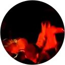 Robin Chapman profile picture