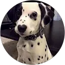 Rachel Patterson profile picture