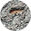 Stacey Gibson profile picture